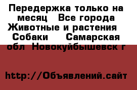 Передержка только на месяц - Все города Животные и растения » Собаки   . Самарская обл.,Новокуйбышевск г.